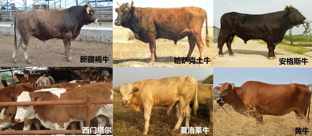 十博官网